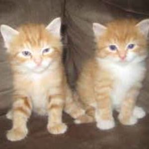 Meet your Posher, Sue